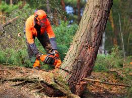 Best Tree Cabling and Bracing  in Middletown, CA