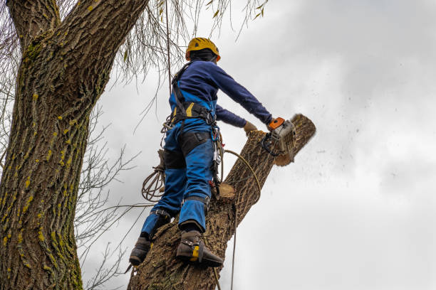 How Our Tree Care Process Works  in  Middletown, CA