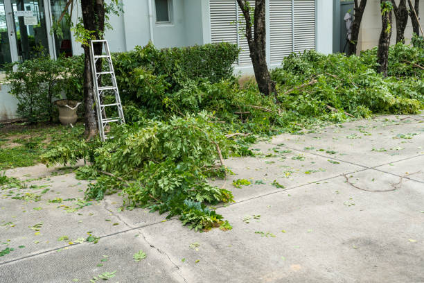 Best Tree and Shrub Care  in Middletown, CA