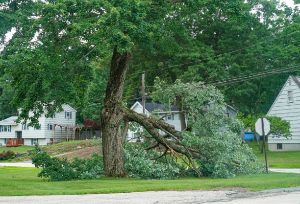 Best Hazardous Tree Removal  in Middletown, CA