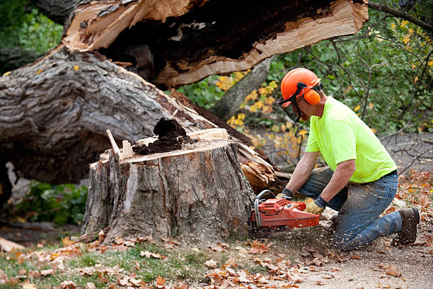 Best Fruit Tree Pruning  in Middletown, CA