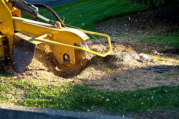 Best Lawn Grading and Leveling  in Middletown, CA